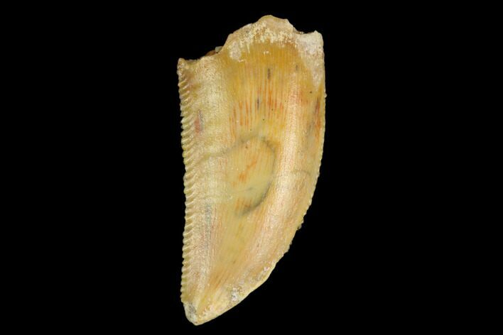 Serrated, Raptor Tooth - Real Dinosaur Tooth #124270